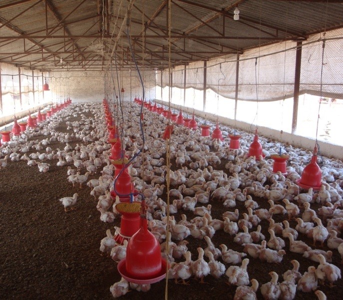 Poultry