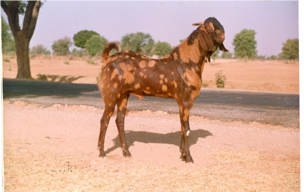 Responsive image