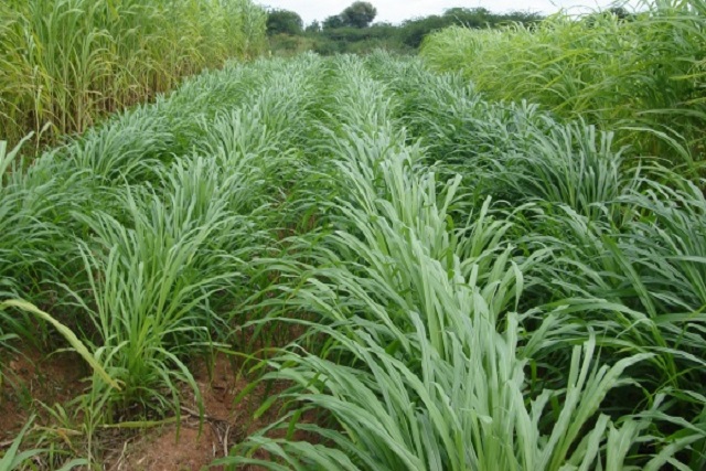 seed