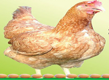 Responsive image