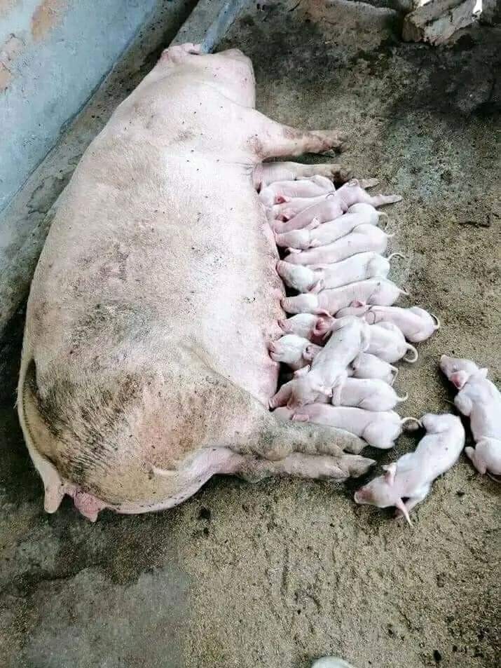 Pig Care Image 2