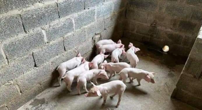 Pig Care Image 2